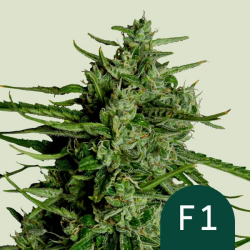 Titan F1 - Royal Queen Seeds