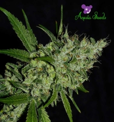 Chemdog - Anesia Seeds