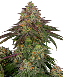 Sweet Cherry Kush - Sensi Seeds