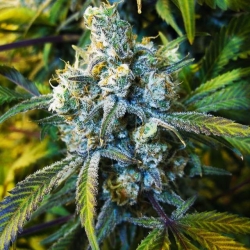 Super Silver Haze Reg. - Nirvana Seeds