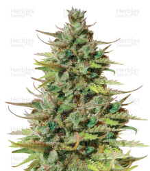 Tangie Auto (BlimBurn Seeds) Cannabis-Samen