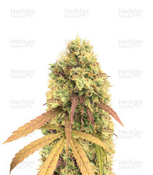 Critical Automatic (BlimBurn Seeds) Cannabis-Samen