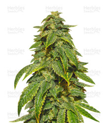 D’oh Si D’ohpe (Dr. Krippling Seeds) Cannabis-Samen