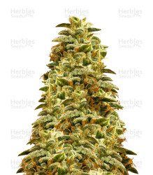 Sherbert Gorilla (Dr. Krippling Seeds) Cannabis-Samen