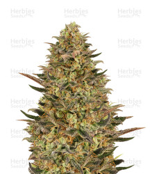 Wedding Flowers (Dr. Krippling Seeds) Cannabis-Samen