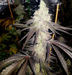 Fog Dog Auto - Propaganja Seeds