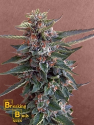 Chocolate Cookies - Breaking Buds Seeds