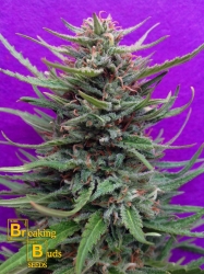 Cream Crystal Meth - Breaking Buds Seeds