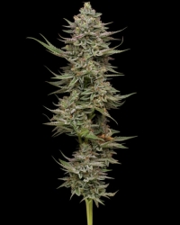 Family Jewels - Humboldt Seeds Company