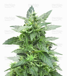 Sticky Z Glue (Cream of the Crop Seeds) Cannabis-Samen