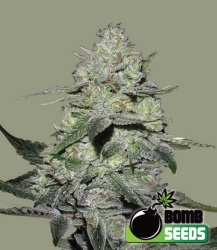 Gorilla Bomb - Bomb Seeds