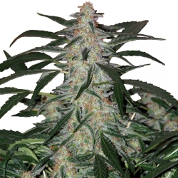 Deimos Auto - Buddha Seeds