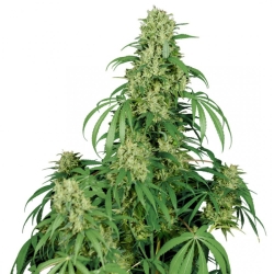 Calamity Jane Auto - Buddha Seeds