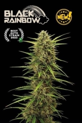 Black Rainbow Auto - Seedstockers