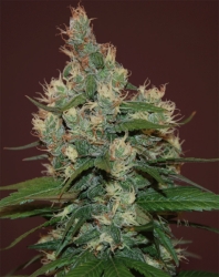 Sour Turbo Diesel - Cream of the Crop