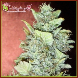 Bubba Gum Auto - Dr Krippling Seeds