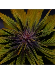 Dark Rose Auto CBD - éLite Seeds