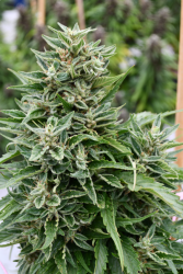 Critical 707 CBD Reg. - Emerald Triangle Seeds