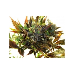 Purple Mazar - Flash Seeds