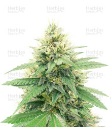 Banana Diesel (Holy Smoke Seeds) Cannabis-Samen