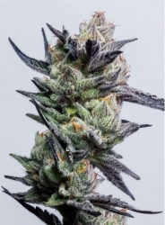 Huckleberry Punch - Elev8 Seeds