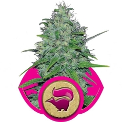 Skunk XL Reg. - Royal Queen Seeds