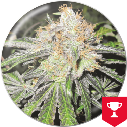 Deep Neville regulär - Medical Seeds