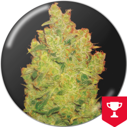 Jack La Mota - Medical Seeds