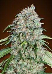 Chocolate Skunk CBD - 00 Seeds