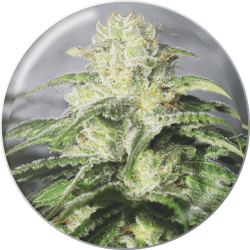 OG Kush CBD - Medical Seeds