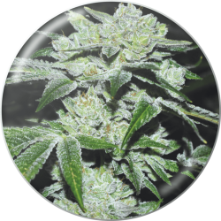 Sour Glue - Medical Seeds