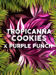 Tropicanna Cookies x Purple Punch - Tramuntana Seeds