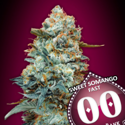 Sweet Somango Fast Version - 00 Seeds