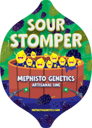 Sour Stomper Auto - Mephisto Genetics