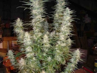 White Widow - Phoenix Seeds