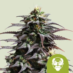 Grandaddy Purple Auto - Royal Queen Seeds