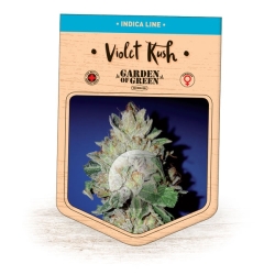 Violet Kush - Garden of Green