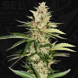 Banana Candy Krush - T.H. Seeds