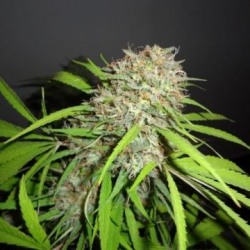 Original Skunk Express Auto - Phoenix Seeds