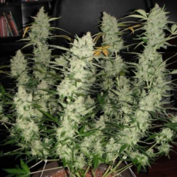 Super Kush Auto - Phoenix Seeds