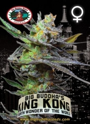 King Kong - Big Buddha Seeds