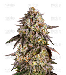 Blue Sunset Sherbert feminisierte Samen (Barney's Farm)