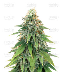 Godzilla Original Glue GG#4 feminisierte Samen (Herbies Seeds)