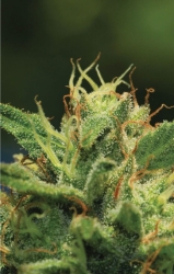 Humboldt Sour Diesel - Humboldt Seeds Company