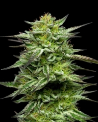 Mountaintop Mint - Humboldt Seeds Company