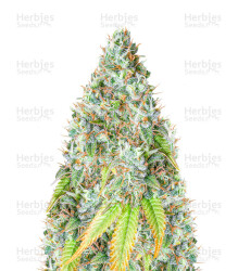 Bruce Banner Auto feminisierte Samen (Seedstockers)