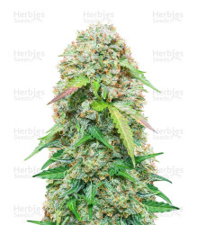 Jack Herer Auto feminisierte Samen (Seedstockers)