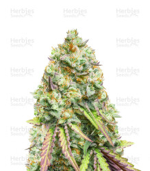 Gorilla Cookies feminisierte Samen (Seedstockers)