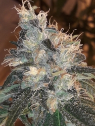 Candy Glue - Lineage Genetics