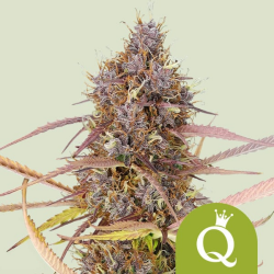 Purple Queen Auto - Royal Queen Seeds